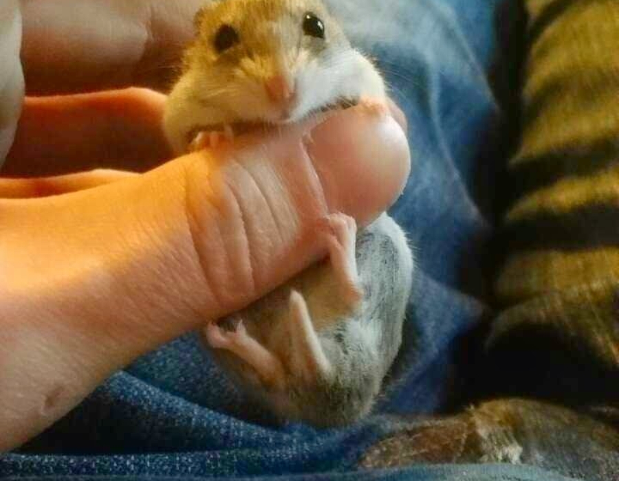 Woopie the hamster