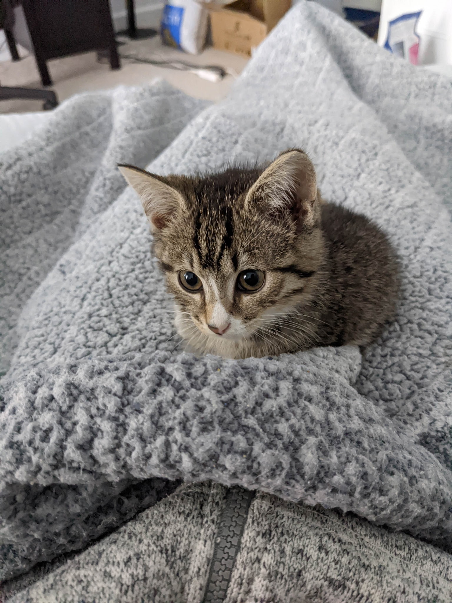 Mr. President portrait 5